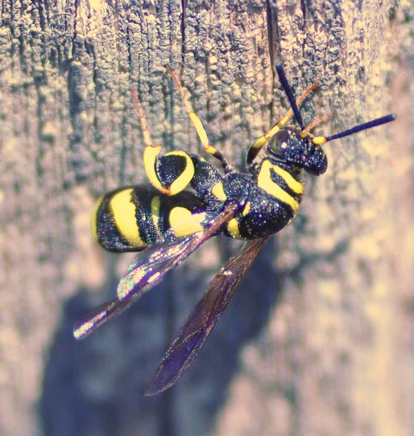 Hymenoptera Leucospidae